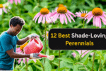 12 Best Shade-Loving Perennials That Stay Put and Look Stunning All Season