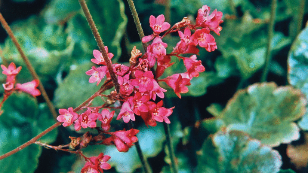 12 Best Shade-Loving Perennials That Stay Put and Look Stunning All Season