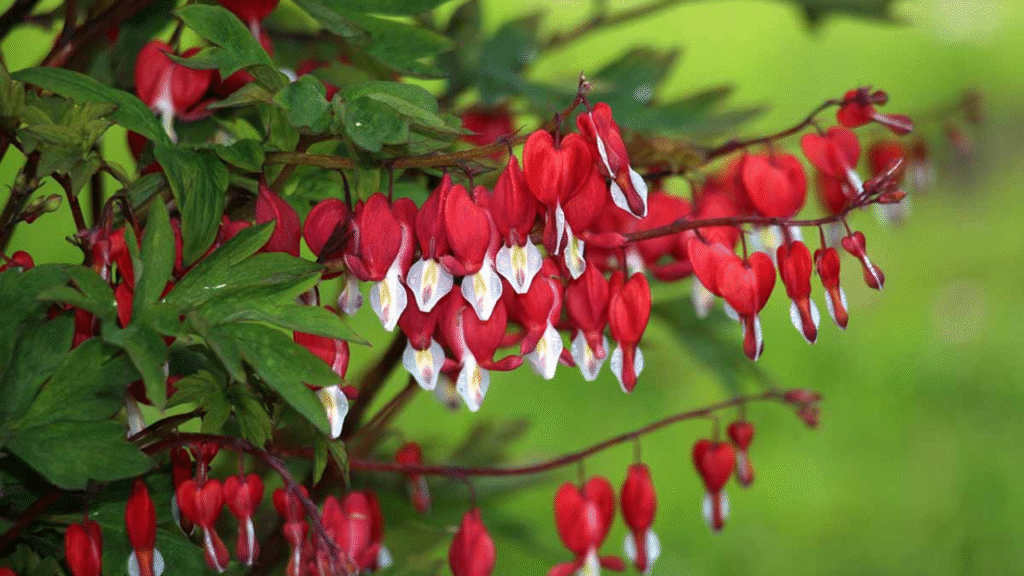 12 Best Shade-Loving Perennials That Stay Put and Look Stunning All Season