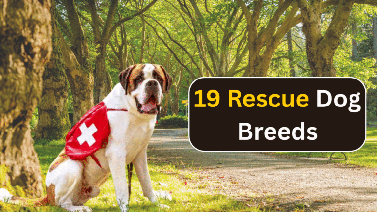 19 Rescue Dog Breeds That Are Forever Grateful for Their Second Chance at Love