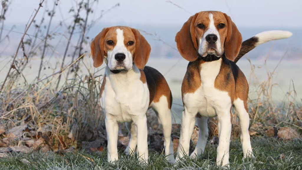 19 Rescue Dog Breeds That Are Forever Grateful for Their Second Chance at Love