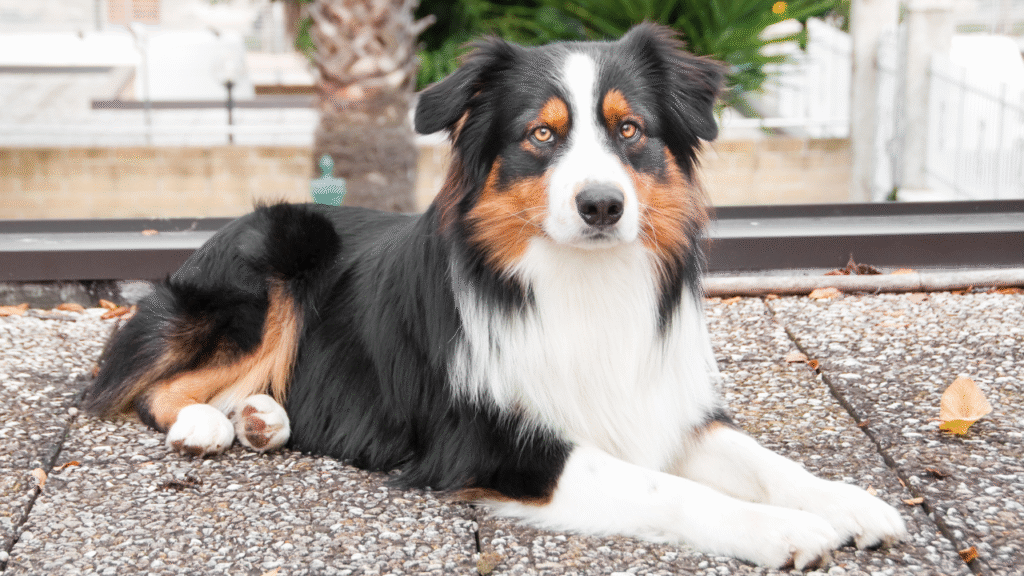 19 Rescue Dog Breeds That Are Forever Grateful for Their Second Chance at Love