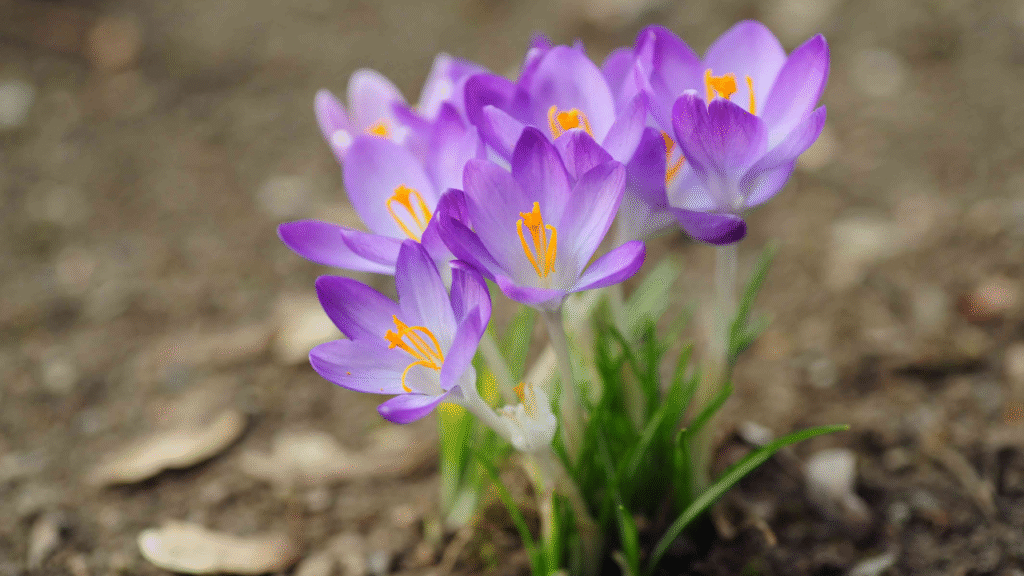 15 Summer-Ready Bulbs to Plant in May & 6 That Won’t Bloom Until Next Season