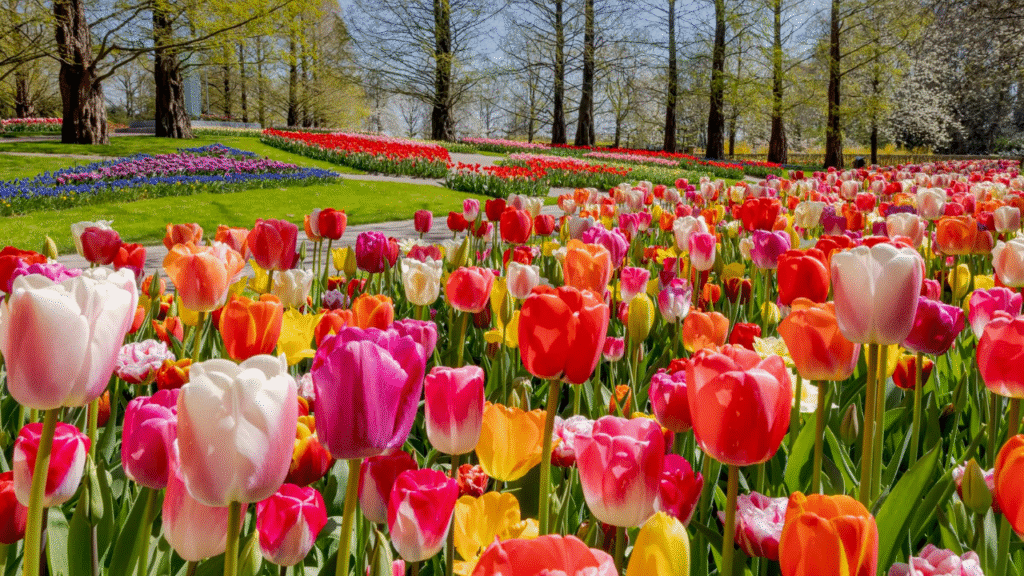 15 Summer-Ready Bulbs to Plant in May & 6 That Won’t Bloom Until Next Season