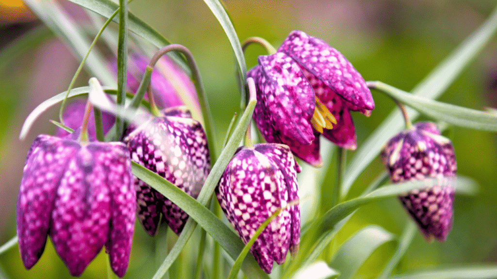 15 Summer-Ready Bulbs to Plant in May & 6 That Won’t Bloom Until Next Season