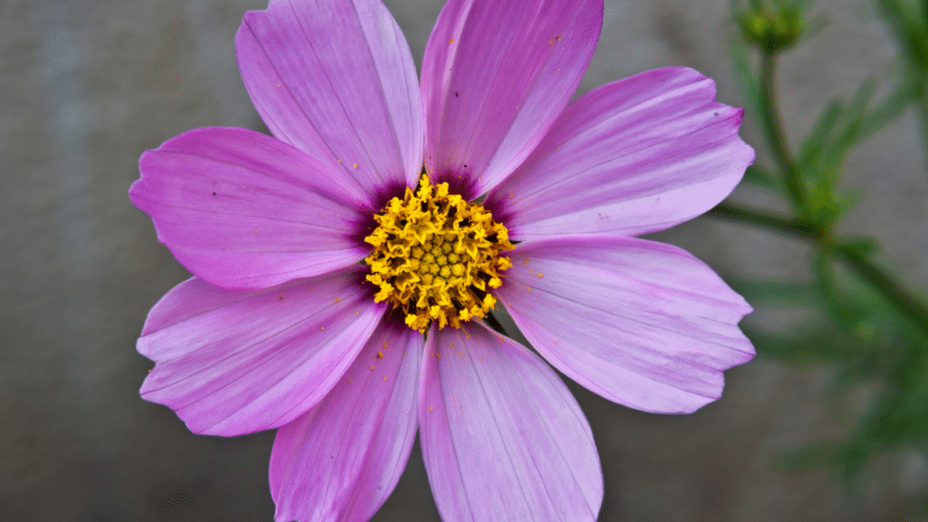 18 Flowers That Bloom More When You Cut Them – The Best Flowers for Your Garden