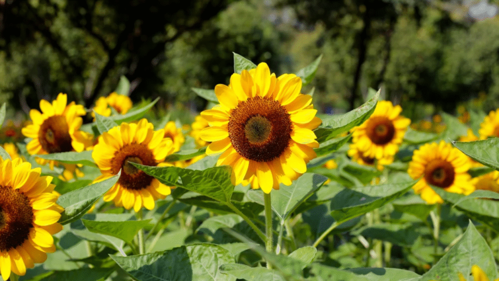 18 Flowers That Bloom More When You Cut Them – The Best Flowers for Your Garden