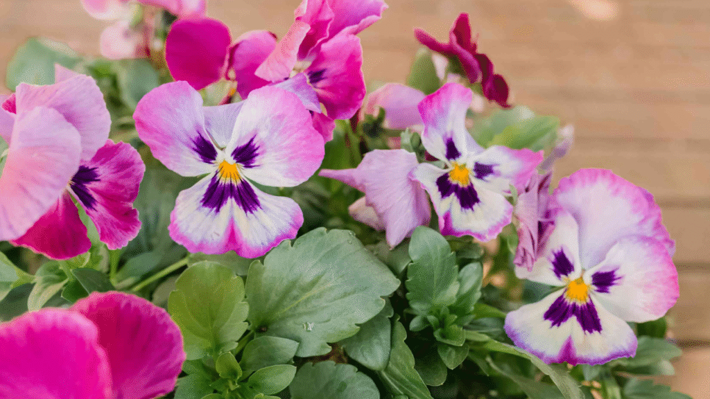 18 Flowers That Bloom More When You Cut Them – The Best Flowers for Your Garden