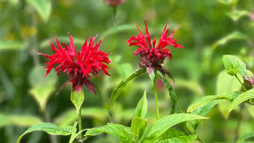 18 Flowers That Bloom More When You Cut Them – The Best Flowers for Your Garden