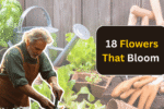 18 Flowers That Bloom More When You Cut Them – The Best Flowers for Your Garden