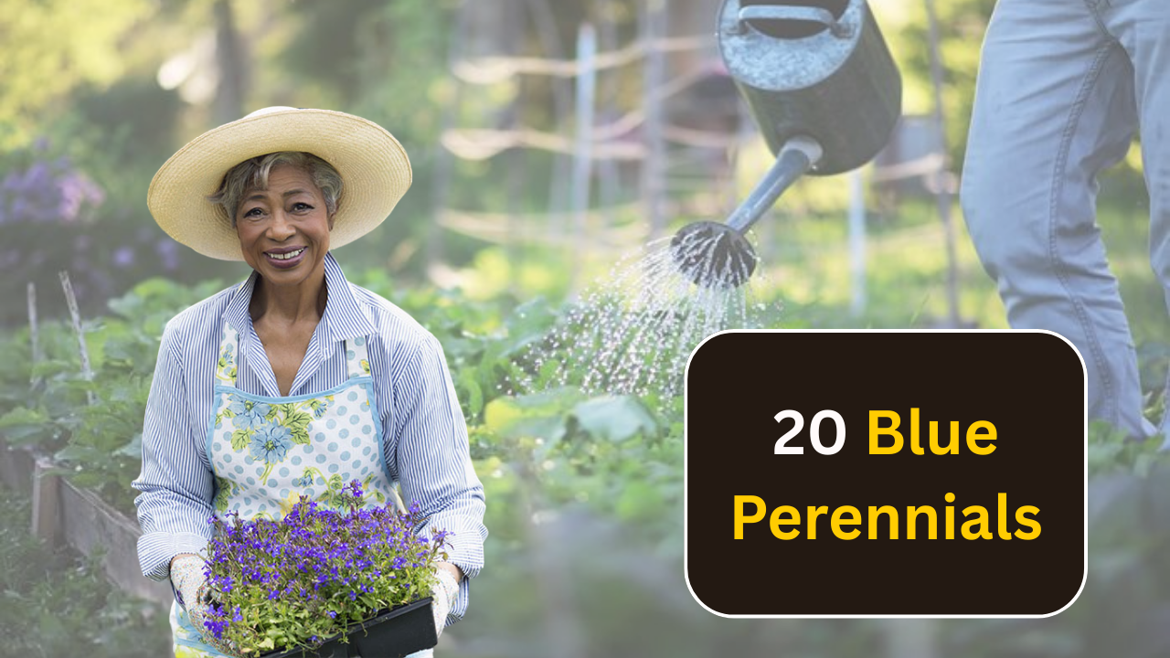 20 Blue Perennials That Will Enchant Your Garden with Yearly Blooms