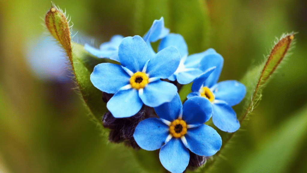 20 Blue Perennials That Will Enchant Your Garden with Yearly Blooms