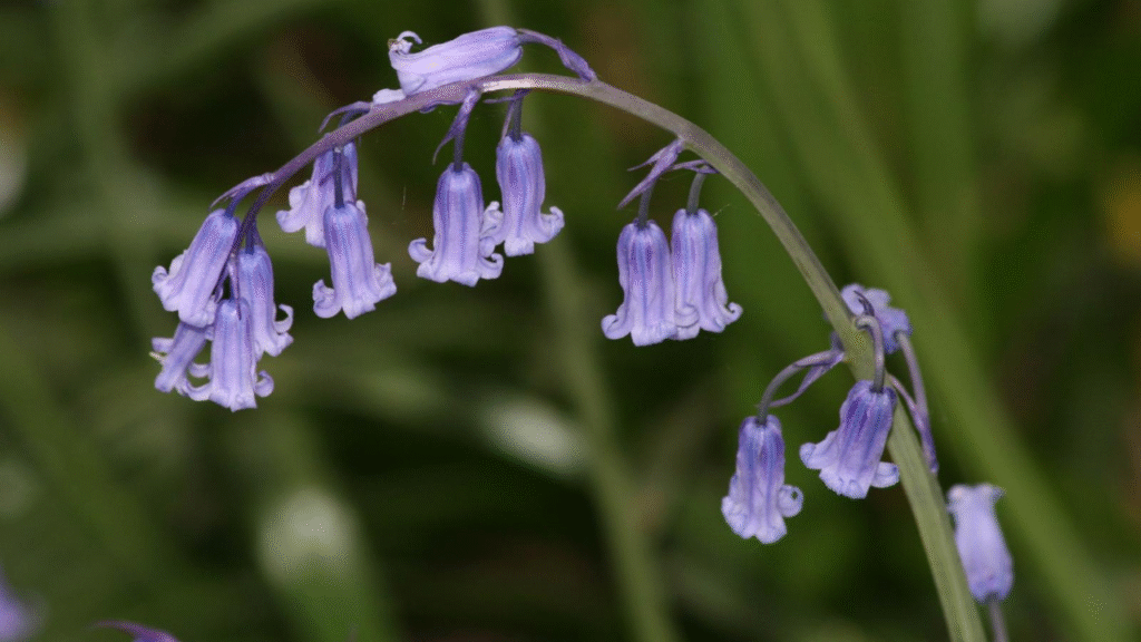 20 Blue Perennials That Will Enchant Your Garden with Yearly Blooms