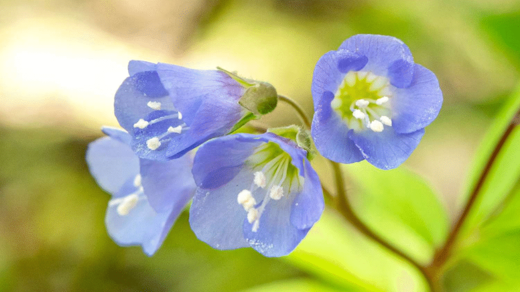 20 Blue Perennials That Will Enchant Your Garden with Yearly Blooms