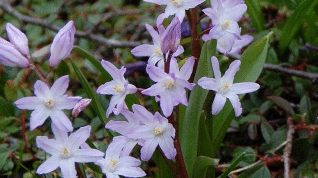 20 Blue Perennials That Will Enchant Your Garden with Yearly Blooms